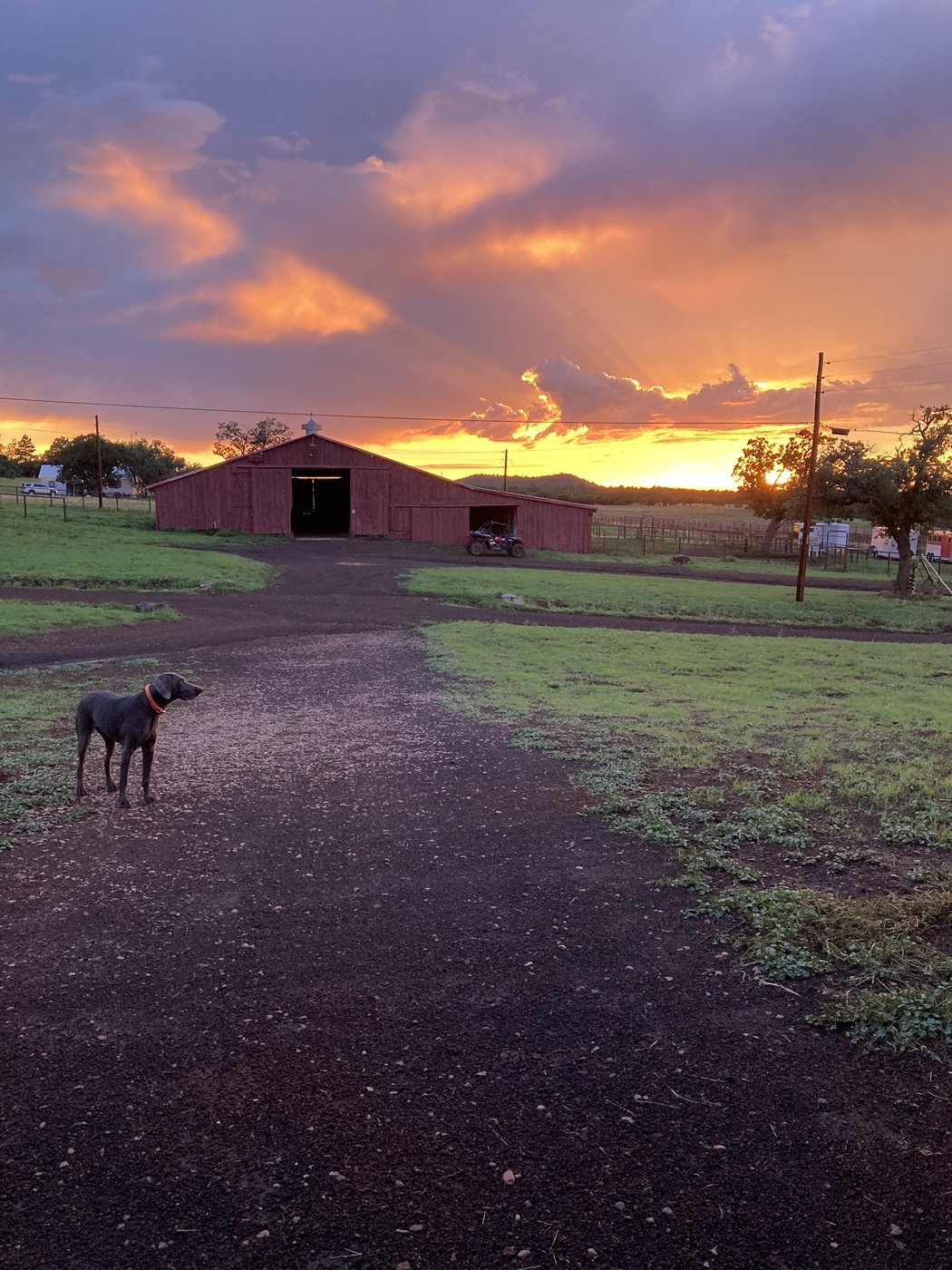 Amelia at sunset by the barn