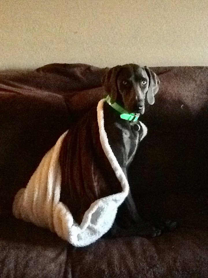 Amelia cozy on the couch