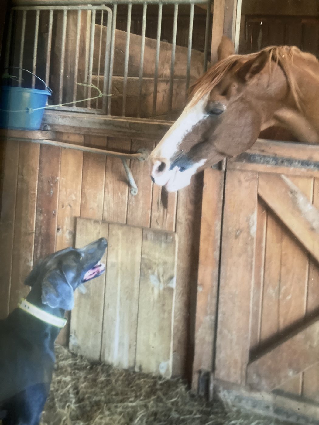 Amelia meeting a horse