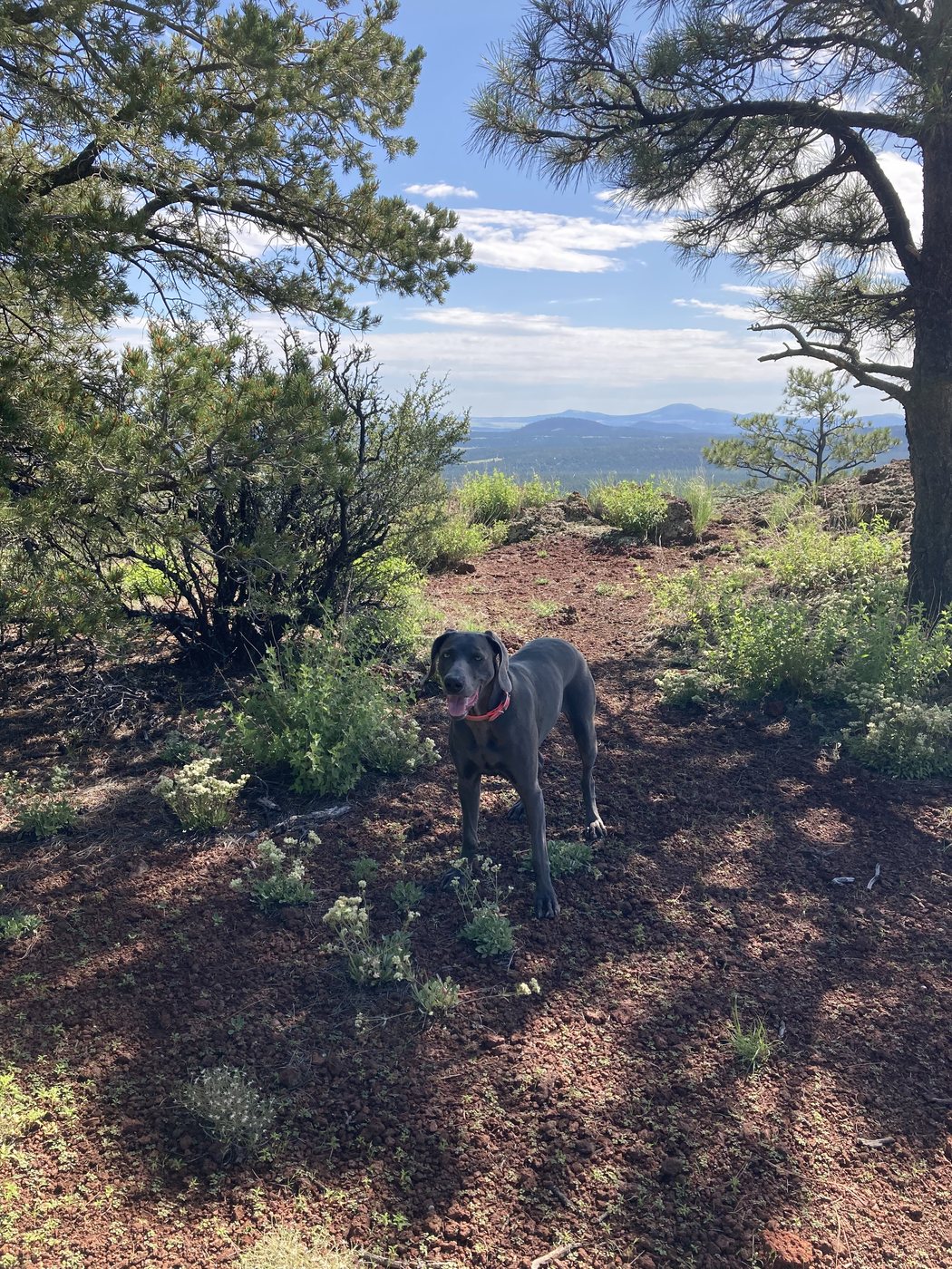 Amelia, a grey Weimaraner, on a mountain overlook in the Arizona high country