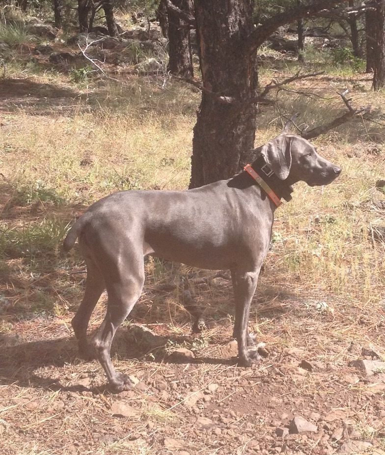Amelia standing proud in the forest