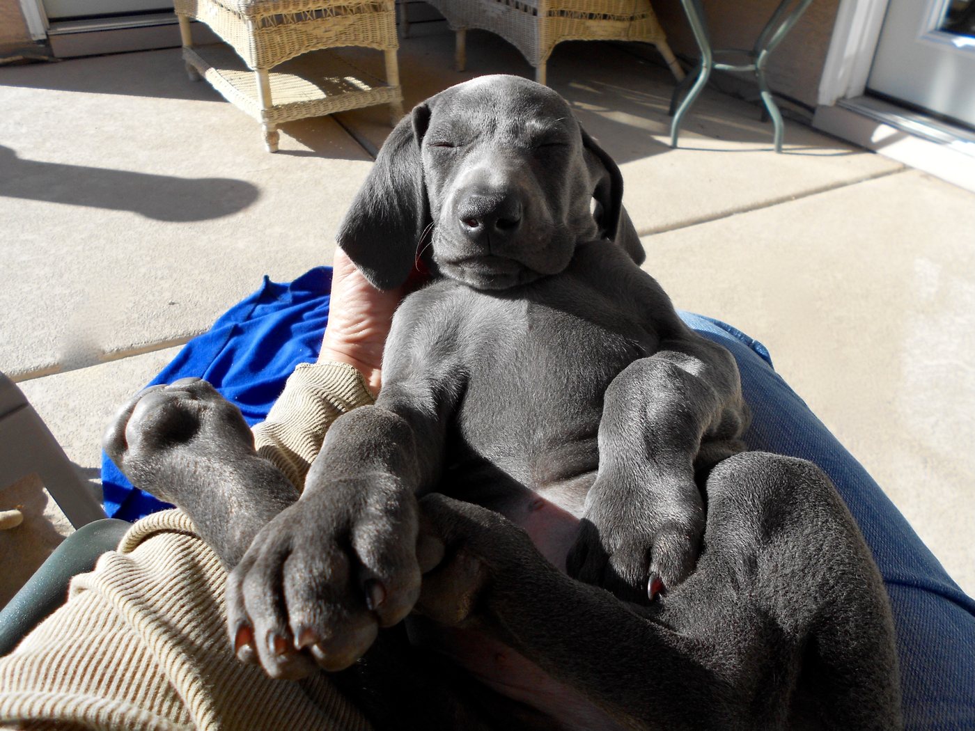 Amelia as a sleepy puppy