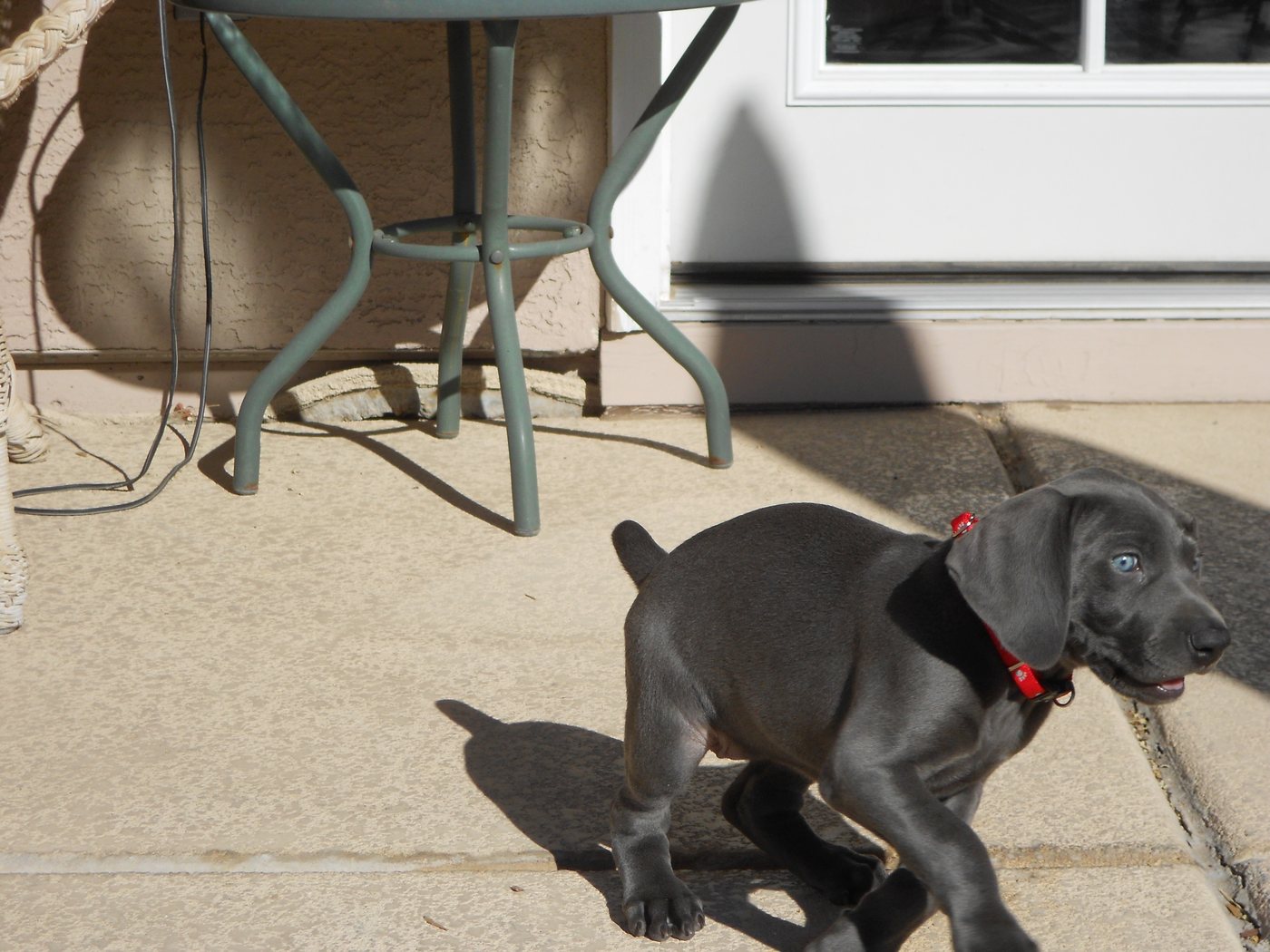 Amelia as a blue-eyed puppy
