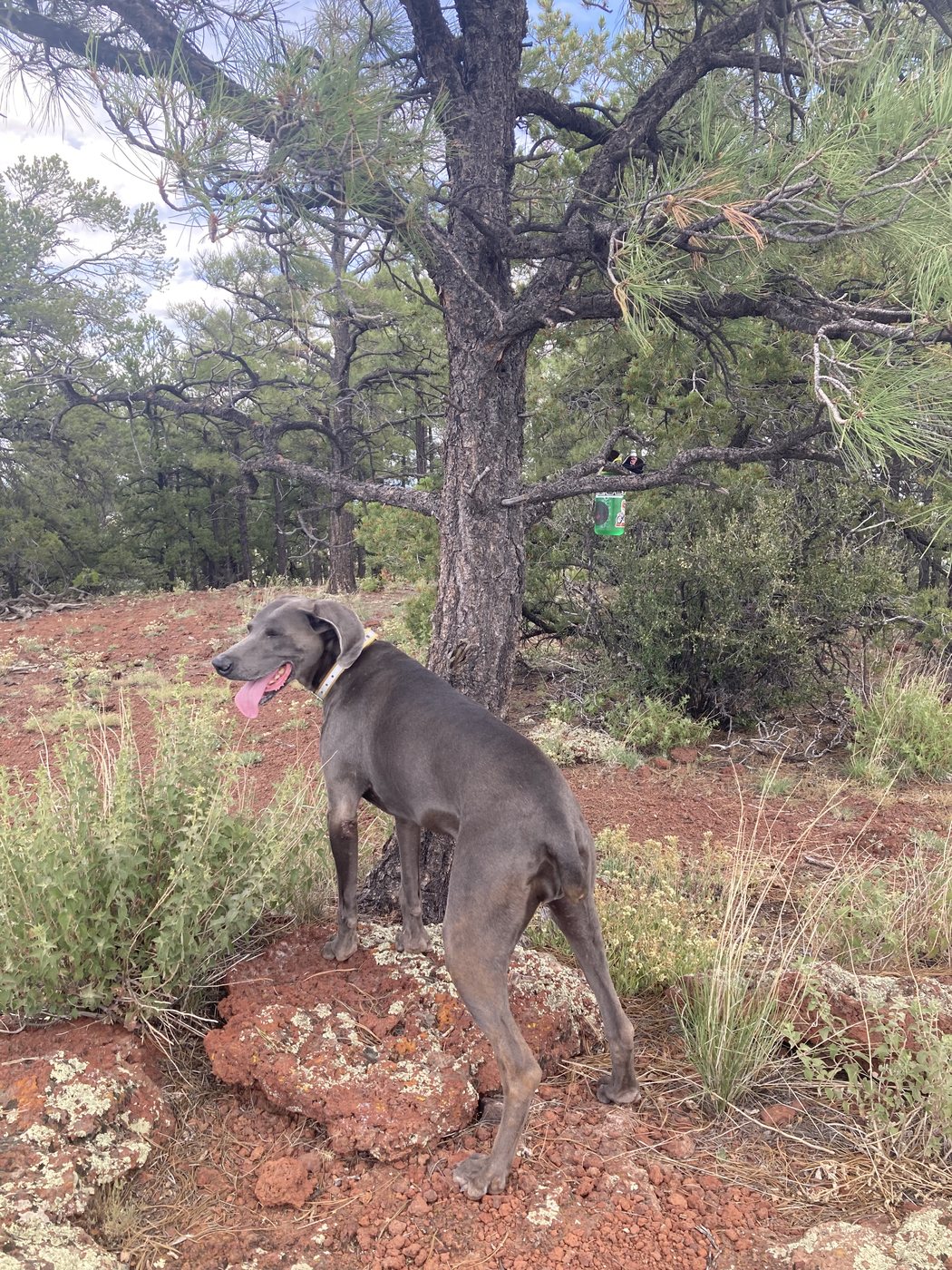 Amelia on a trail