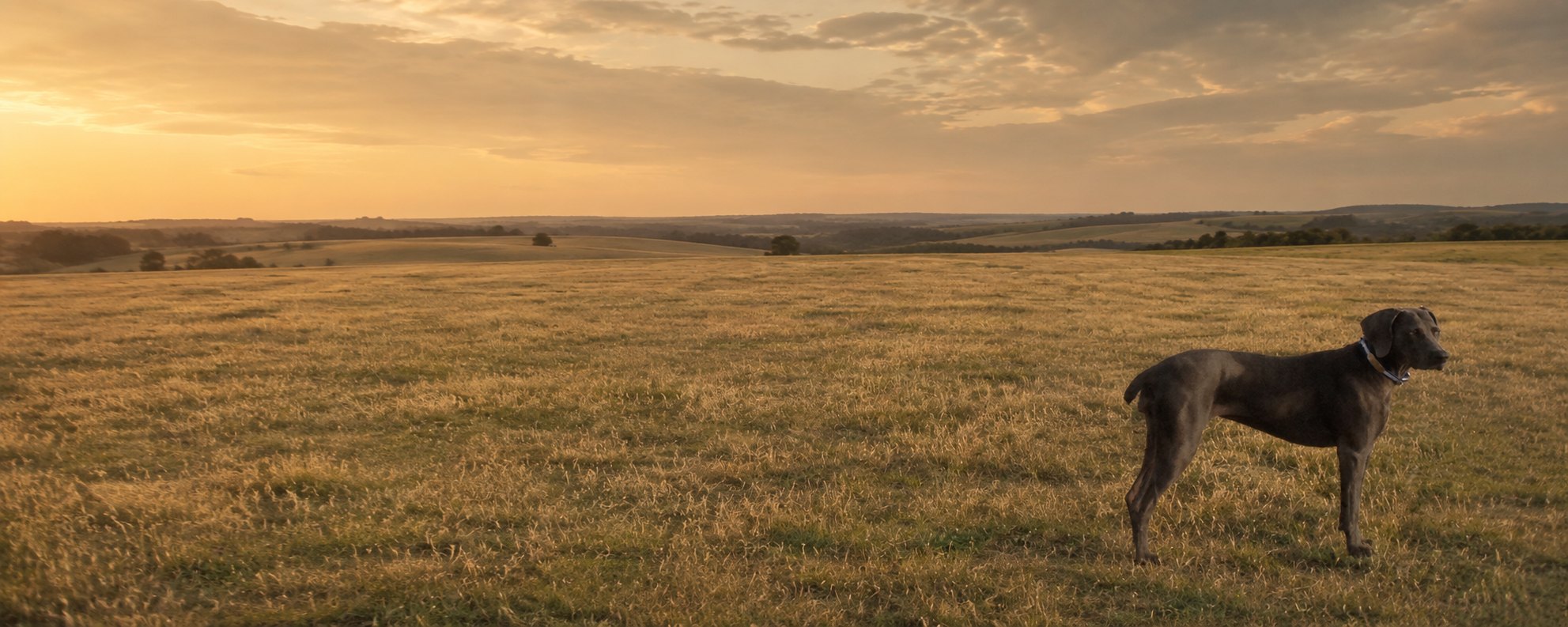 Amelia in a golden field at sunset
