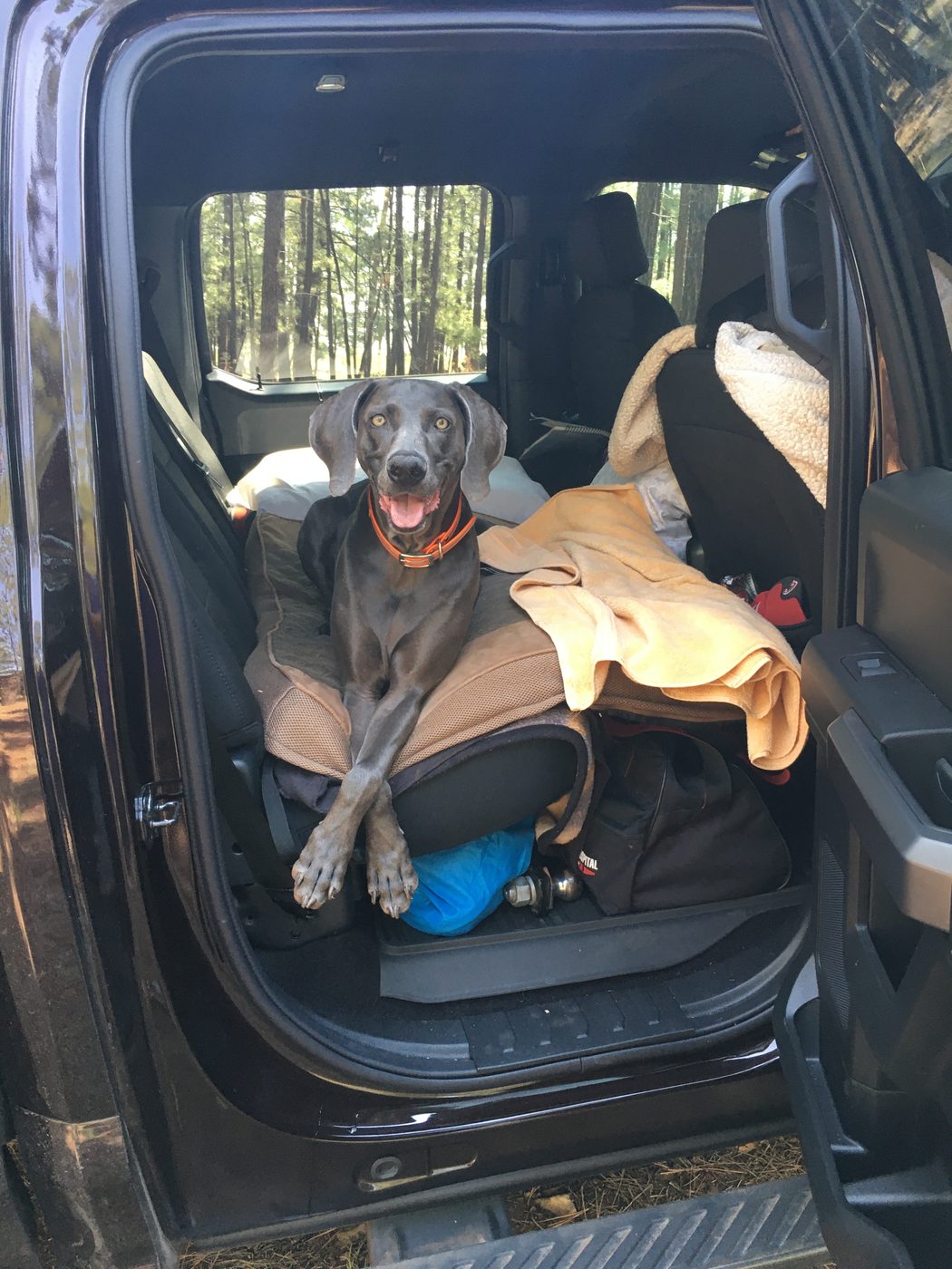 Amelia ready to ride along