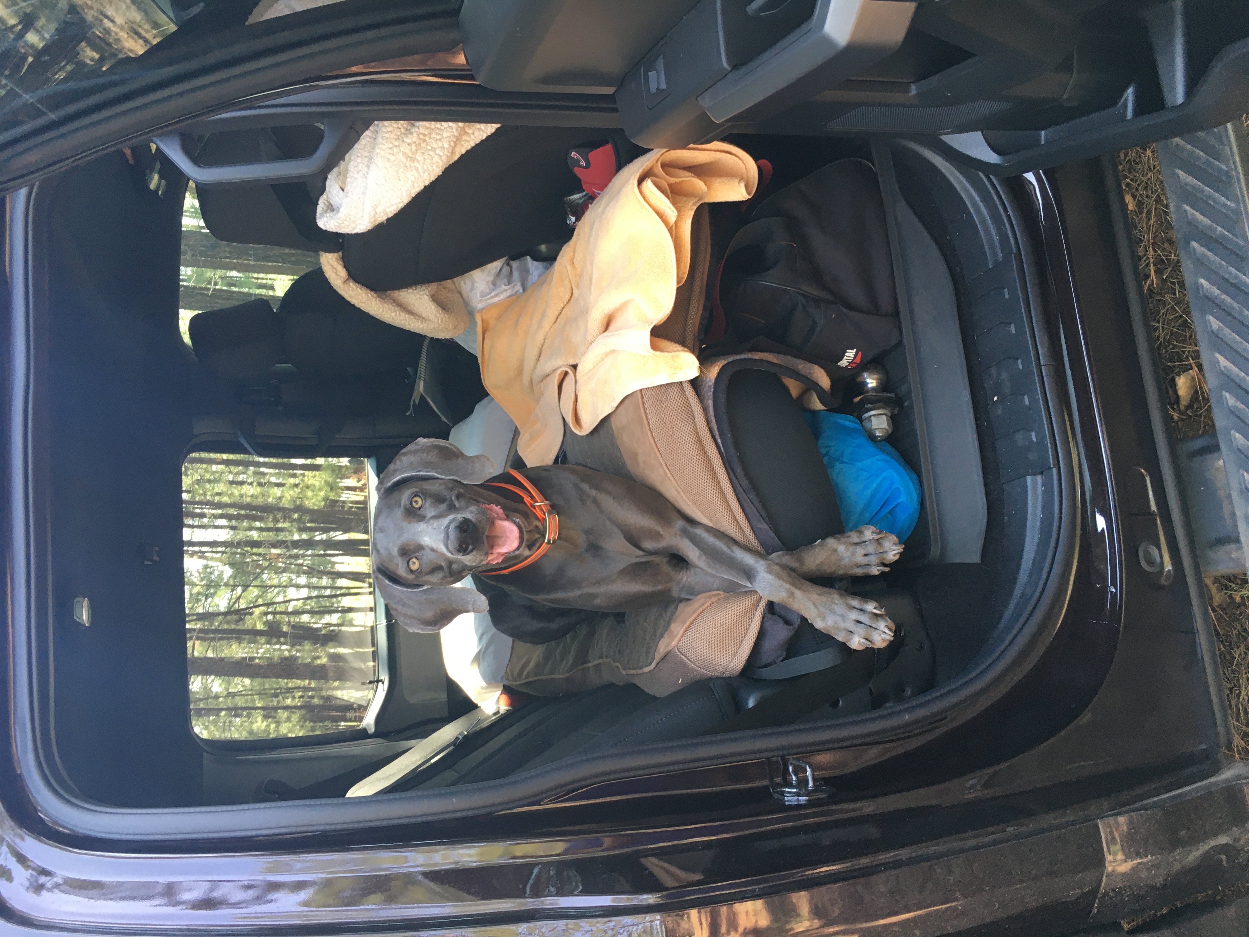 Dog in truck seat
